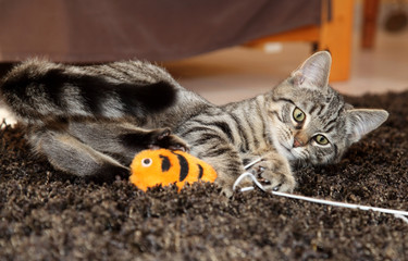 chaton