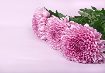 three purple chrysanthemums