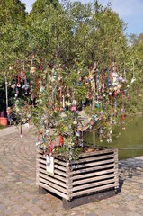 Nuckelbaum