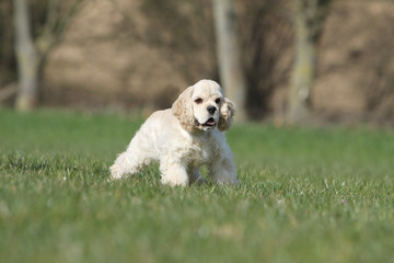 chiot cocker américain téméraire