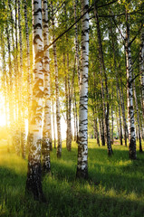 birch trees in a summer forest