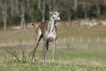 beautiful spanish greyhound outside