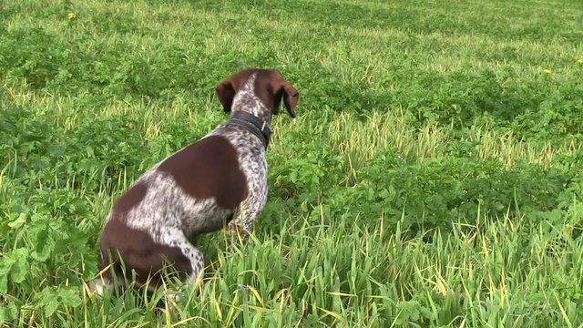 chien de chasse