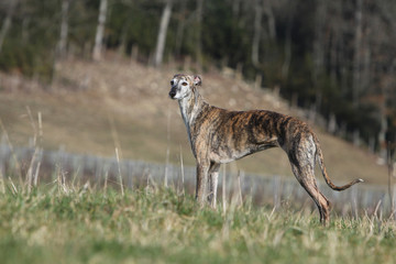 levrier espagnol debout de profil - galgo