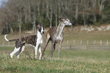 Obraz premium différences morphologiques entre galgo et whippet