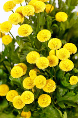 Chrysanthemum Flowers