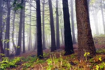 Fotobehang Mistig Bos Fallen leaves in autumn forest and mysterious fog.  © Justinb