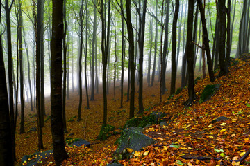 Obraz premium Beautiful autumn forest on the mountain cliffs.
