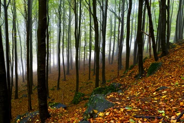 Gordijnen Beautiful autumn forest on the mountain cliffs. © Justinb