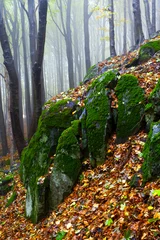 Plexiglas foto achterwand Beautiful autumn forest on the mountain cliffs. © Justinb