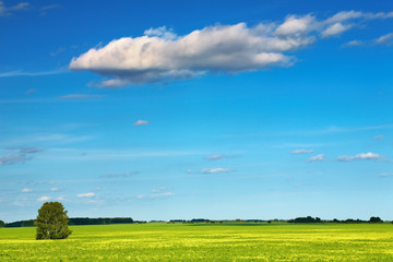 Green field and blue sky