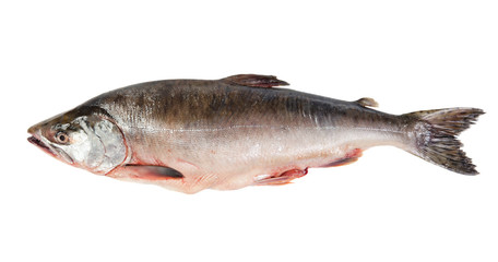 Fresh-frozen fish pink salmon.