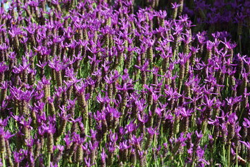 Naklejka premium Purple flower