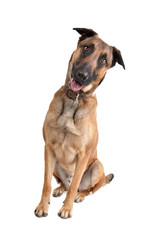 Obraz premium Belgian Shepherd Dog Malinois