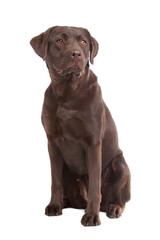 Chocolate Labrador