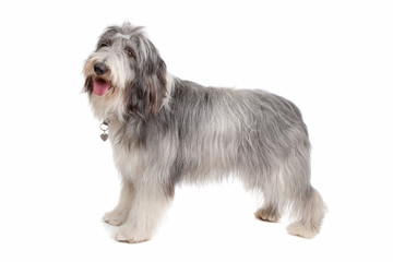 bearded collie