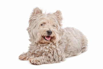 West Highland White Terrier