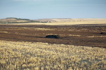 Rastrojeras quemadas