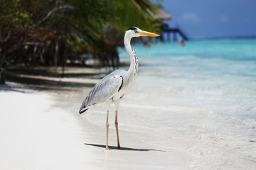 Stork on the ocean