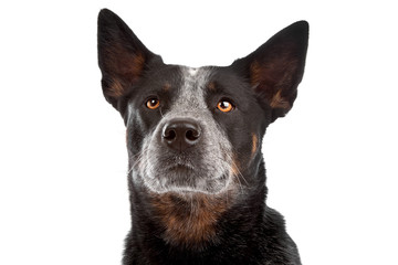 Australian Cattle Dog