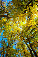 Sunlight goes through yellow and green leaves in autumn forest