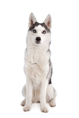 Fototapeta premium Siberian Husky puppy
