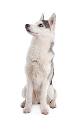 Naklejka na ściany i meble Siberian Husky puppy