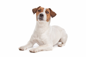 Jack Russel Terrier - 36424317