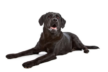 cross breed dog of a Labrador and a Flat-Coated Retriever