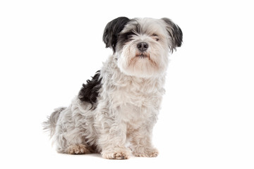 shih tzu