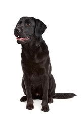 cross breed dog of a Labrador and a Flat-Coated Retriever