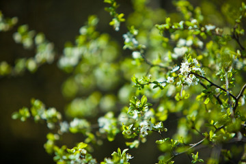 Tree branch in bloom