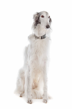Silken windhound