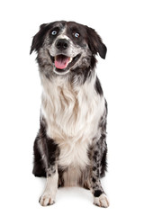 Australian Shepherd