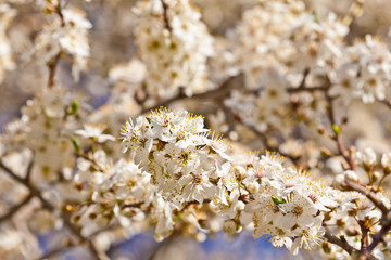 Tree branch in bloom