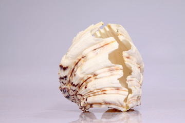 beautiful conch shells