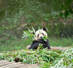 Naklejka premium Giant panda eating bamboo