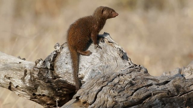 Dwarf mongoose, Kruger National park, South Africa