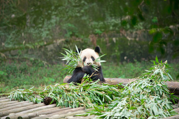 Giant panda eating bamboo