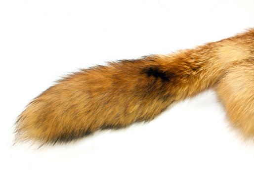 Red Fox Tail