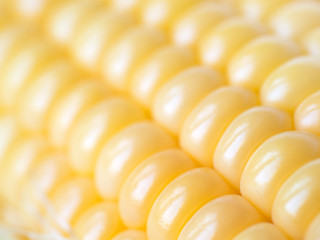 corn cobs background