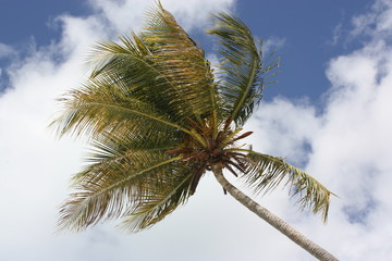 caribbean scenic with a palm and  blue sky