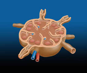 Lymphknoten, aufgeschnitten