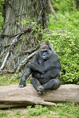 Naklejka premium Posing silverback