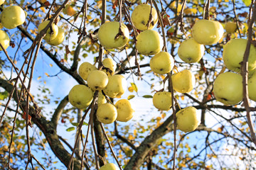 apple on branch of the aple trees