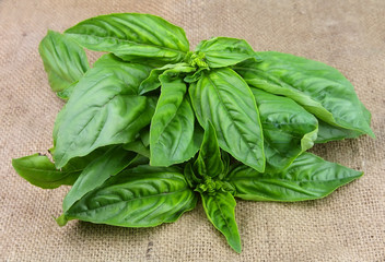 Sweet basil