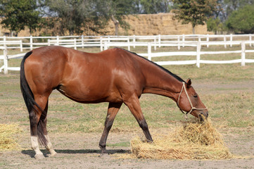 Fototapeta premium brown horse eat hay