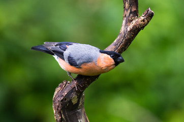 Bullfinch (Pyrrhula pyrrhula)