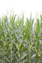 Obraz premium corn plant features