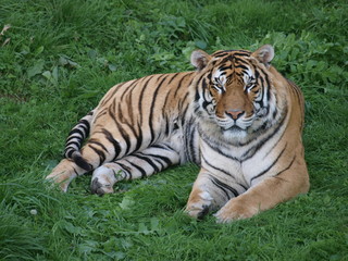 Obraz premium tigre